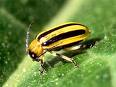 up close of cucumber beetle